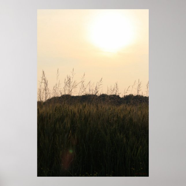 Sommar Fält Poster (Framsidan)