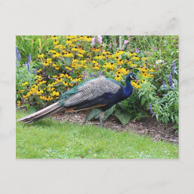 Sommar Garden med peacock-vykort Vykort (Framsida)