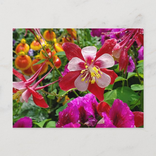 Sommar Garden-vykort Vykort (Framsida)