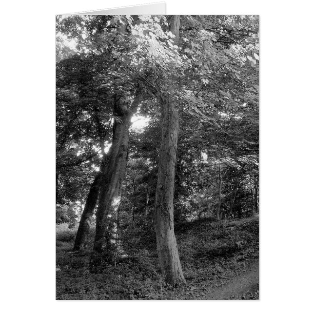 Sommar i Skogen Hälsningskort (Framsidan)