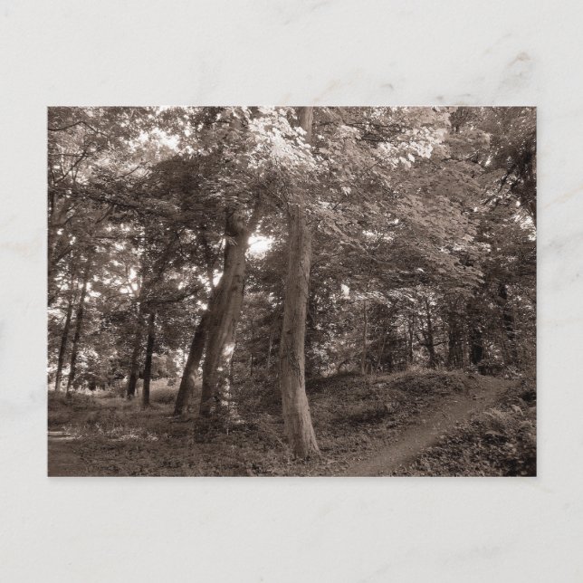 Sommar i Skogen Vykort (Framsida)