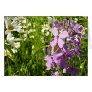 Sommar Lilac och Daisy Hälsningskort