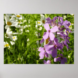 Sommar Lilac och Daisy Poster
