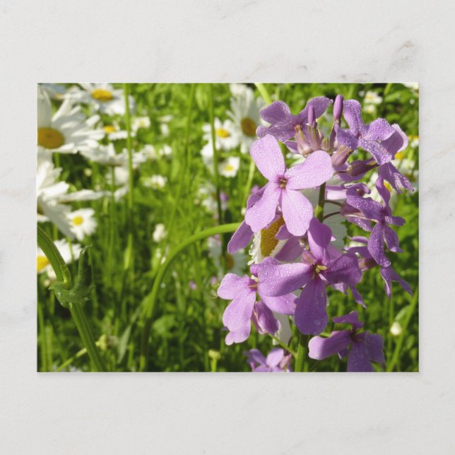 Sommar Lilac och Daisy Vykort (Framsida)