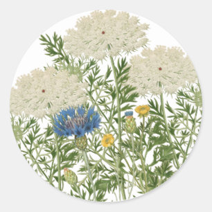Sommar Meadow Flowers Queen Anne's Snöre Vintage Runt Klistermärke