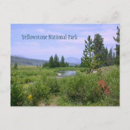 Sommar Meadow i Yellowstone Vykort