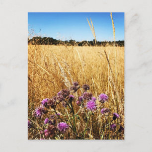 Sommar Meadow med Mjölk Thistle Vykort