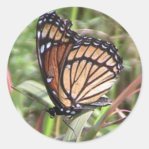 Sommar-monarch-fjärilsetikett (Vinge View) Runt Klistermärke