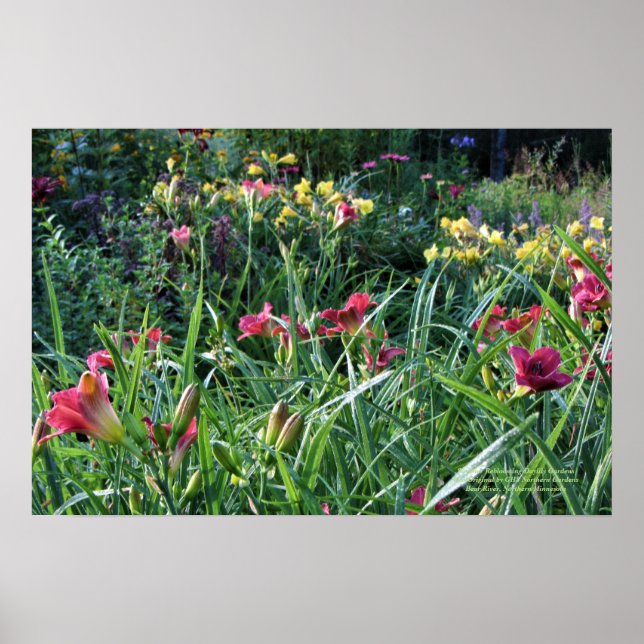 Sommar Reblooming Daylily Gardens Poster (Framsidan)