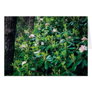 Sommar Rhododendrons Hälsningskort
