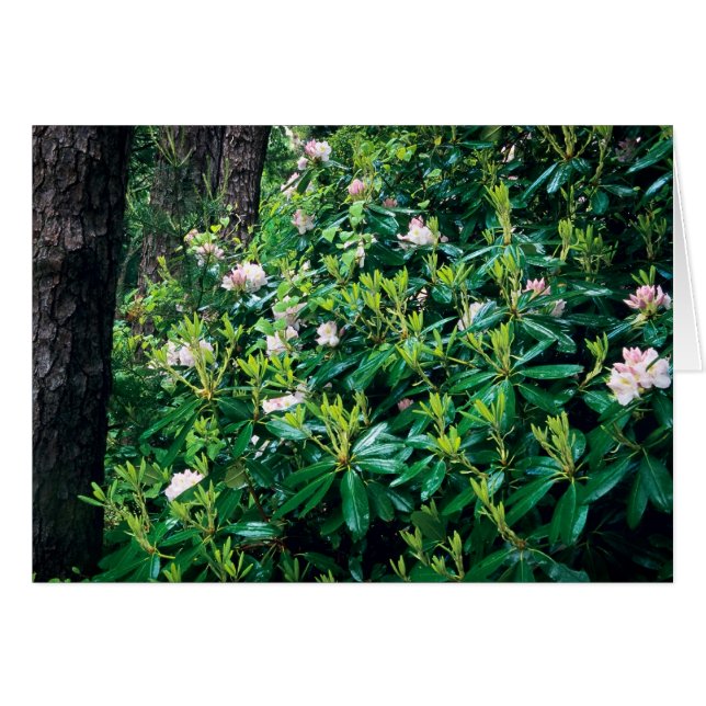 Sommar Rhododendrons Hälsningskort (Framsidan Horizontal)