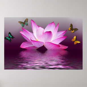 Sommar Rosa Lotus Flower och Colorful Butterflies Poster