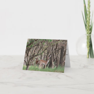 Sommar Skogsrådjursfoto Baby Shower Tacksamhetskor Tack Kort