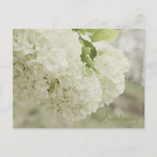 Sommar Snö av JerseyFawn Vykort