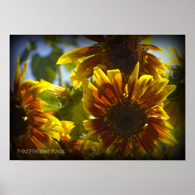 Sommar Solros Black Vinette Poster (Framsidan)