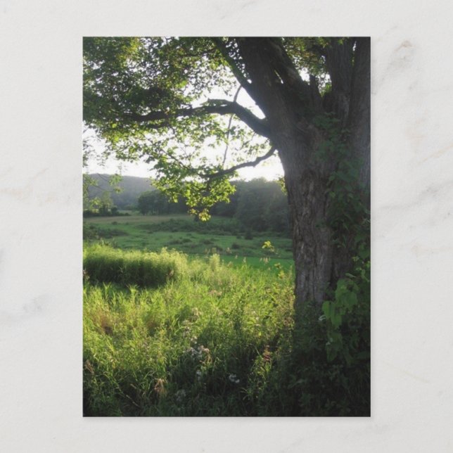 sommar träd vykort (Framsida)