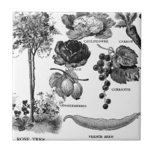 Sommar trädgårds- Botanicals i svart & vit Kakelplatta