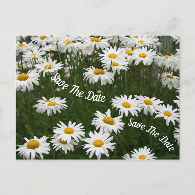 Sommar Tusenskönor Blomma Spara Datum Postkort Meddelande Vykort (Framsida)