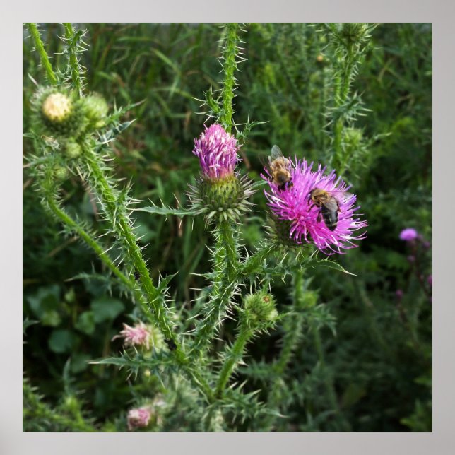 Sommaraktivitet Poster (Framsidan)