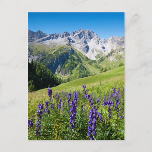Sommarängar med monkshood i förgrund, vykort (Framsida)