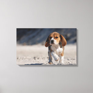 Sommarbeagle Canvastryck