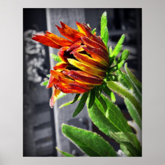 Sommarblomma Poster