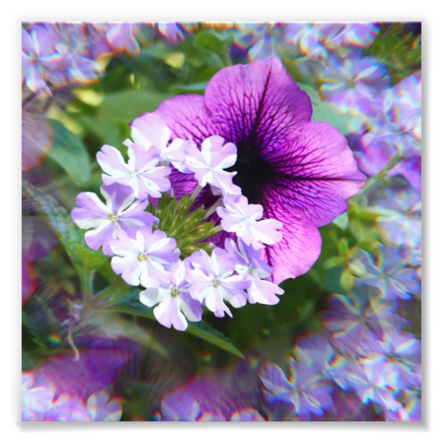 Sommarblommans utskrift fototryck (Framsidan)