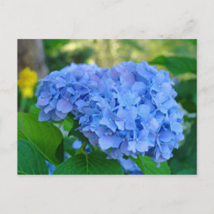 Sommarblommig trädgård vykort Blå Hortensia