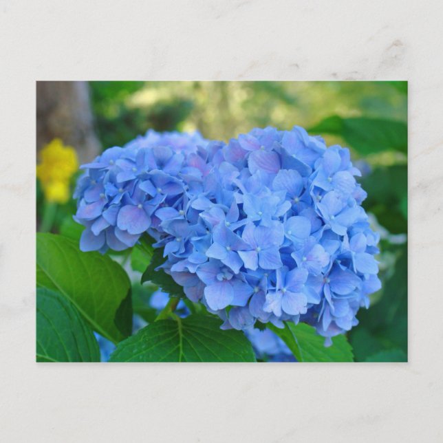 Sommarblommig trädgård vykort Blå Hortensia (Framsida)