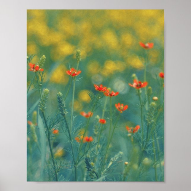 Sommarblommor (blomsterfält) (röda blommor) poster (Framsidan)