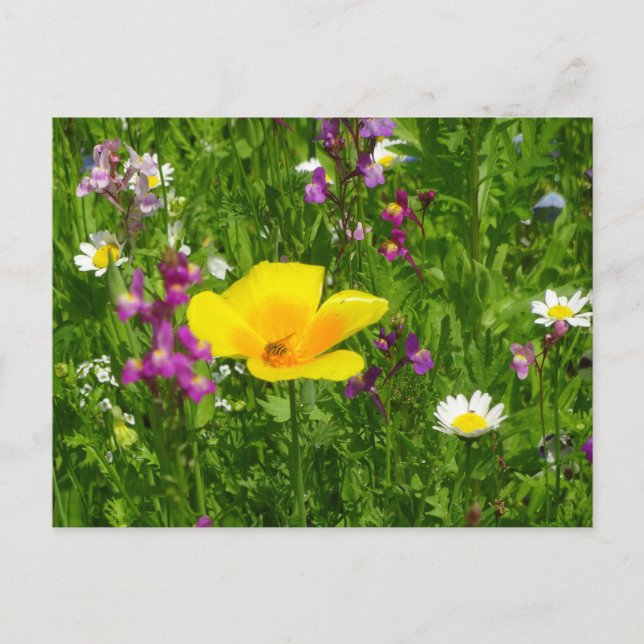 Sommarblommor DIY-vykort Vykort (Framsida)