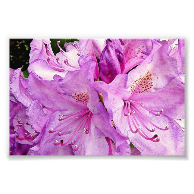 Sommarblommor Fototryck (Framsidan)