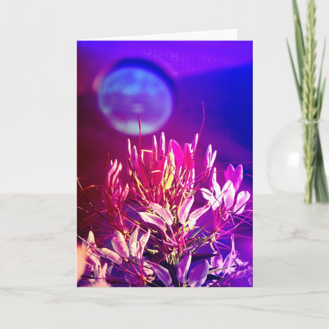 Sommarblommor Kort (Framsida)