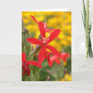 sommarblommor - kunglig catchfly kort