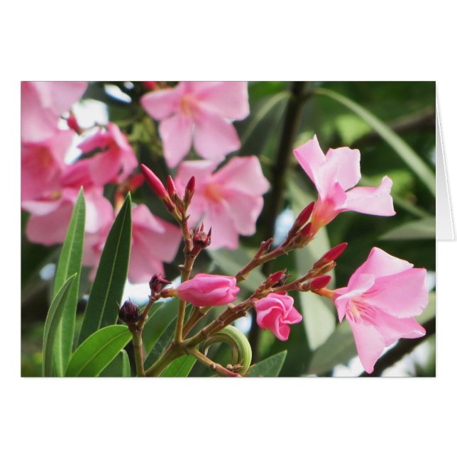 Sommarblommor OBS Kort (Framsidan Horizontal)