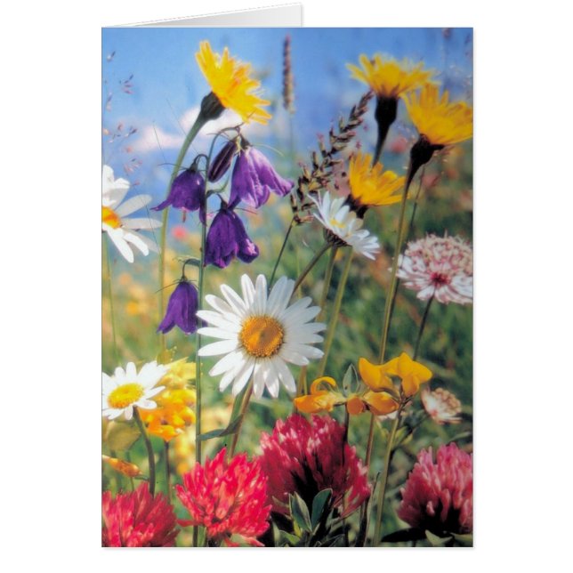Sommarblommor OBS Kort (Framsidan)