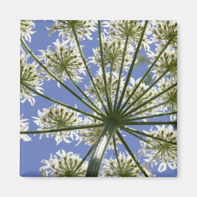 Sommarblommor, persilja, magnet (Framsidan)