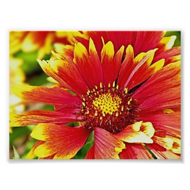 Sommarblommor, rött och Gult Fototryck (Framsidan)