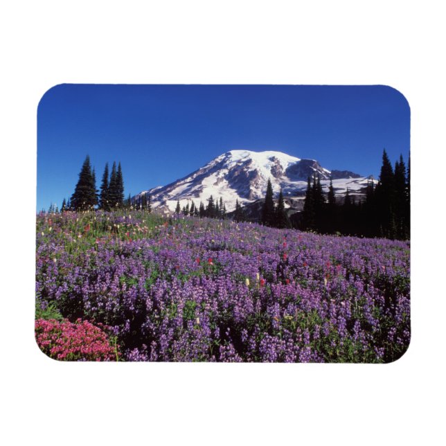 Sommarblommor vid berget Rainier. Magnet (Horisontell)