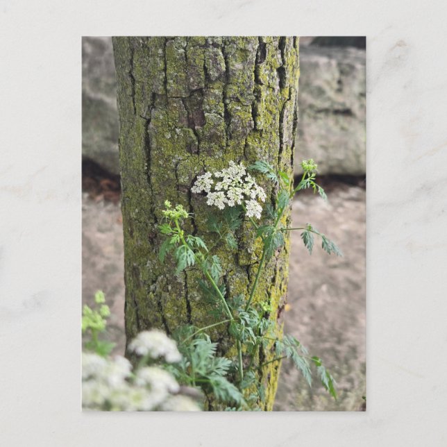 Sommarblommor Vykort (Framsida)