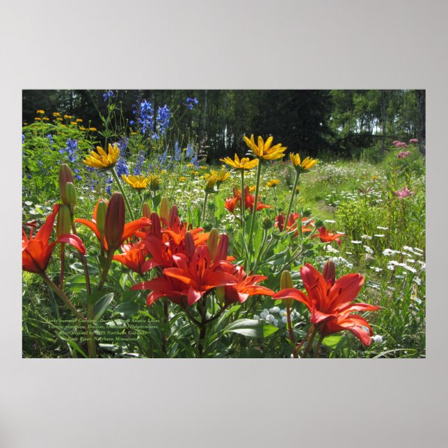 Sommarbränd Orange Asiatiska Lilies 36 x 24 Poster (Framsidan)