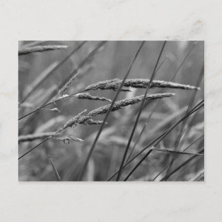 Sommardag Dreams Vykort