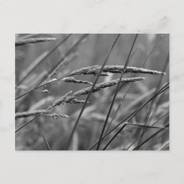 Sommardag Dreams Vykort (Framsida)