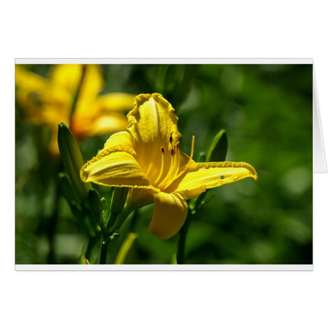 Sommardag Hälsningskort (Framsidan Horizontal)