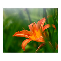 Sommardaglig utskrift, Poster Pappert (projektions