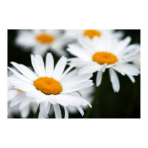 SommarDaisy Poster