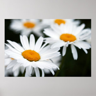 SommarDaisy Poster