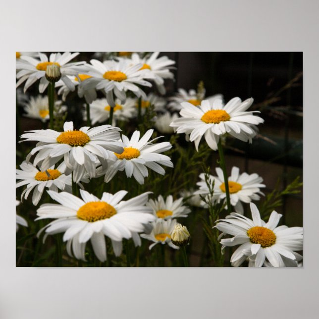 SommarDaisy Poster (Framsidan)