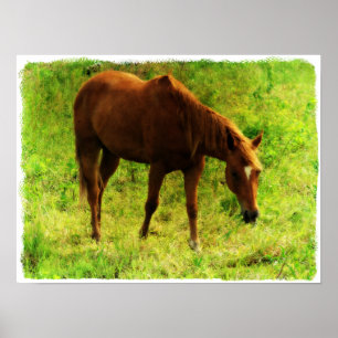 Sommardrömmar, Sorrel Eating Grass Poster
