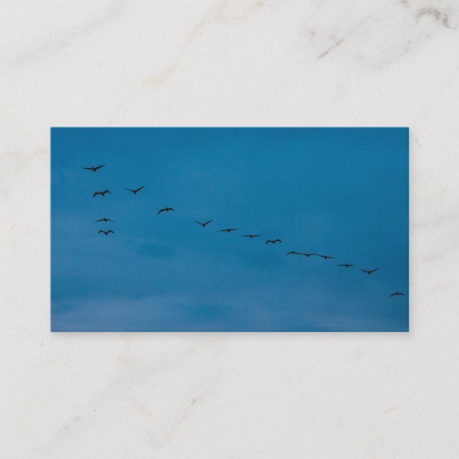 Sommaren 2019 tittar Fiskmåsar för mat Visitkort (Framsida)